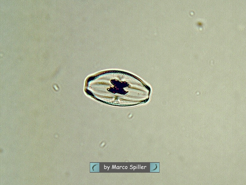 Amphora ovalis anni 50